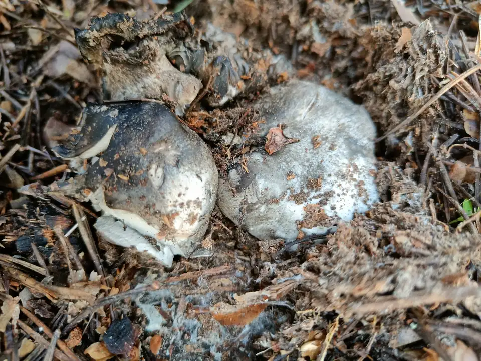 Dos setas blanquecinas y abombadas asomando entre la pinocha, todavía medio enterradas.