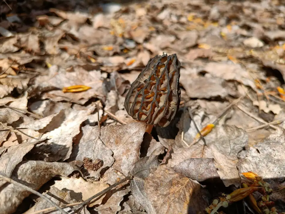 Una seta de sombrero alveolado, como un panal oscuro, entre hojas secas de roble.