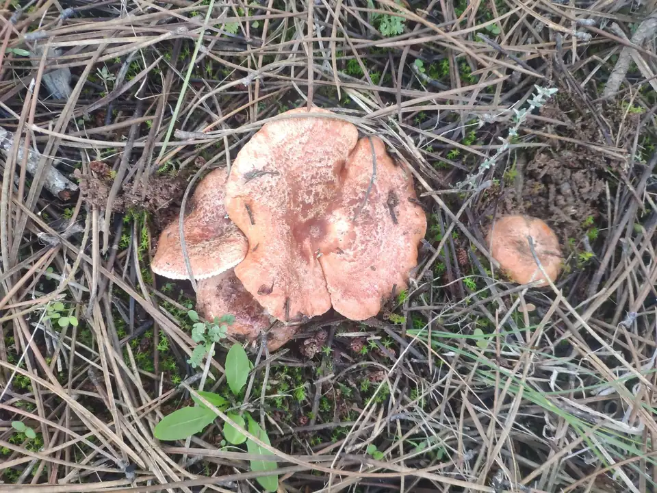 Dos setas de sombrero rosado y anaranjado sobre pinocha seca.