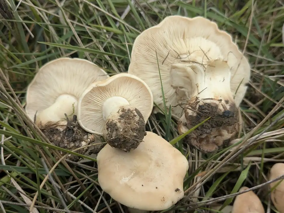 Varias setas blancas y carnosas entre la hierba, una vuelta del revés con la tierra aún en el pie.