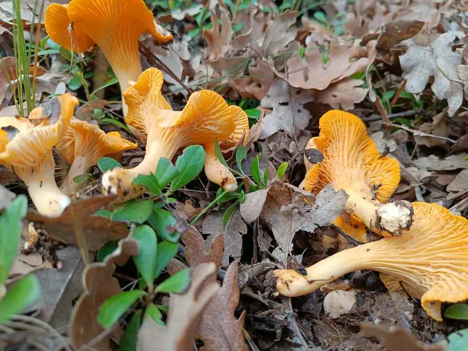 Setas amarillas de láminas gruesas entre hojas secas de quejigo.