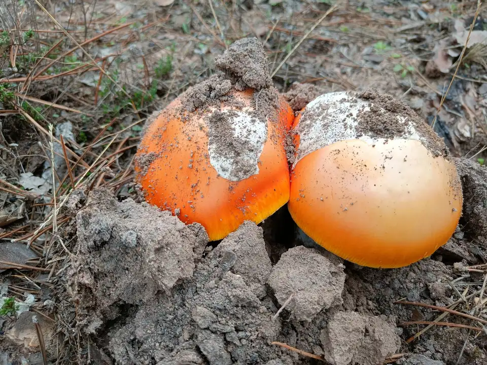 Dos setas anaranjadas asomando de la tierra levantada, todavía medio envueltas en su volva blanca.