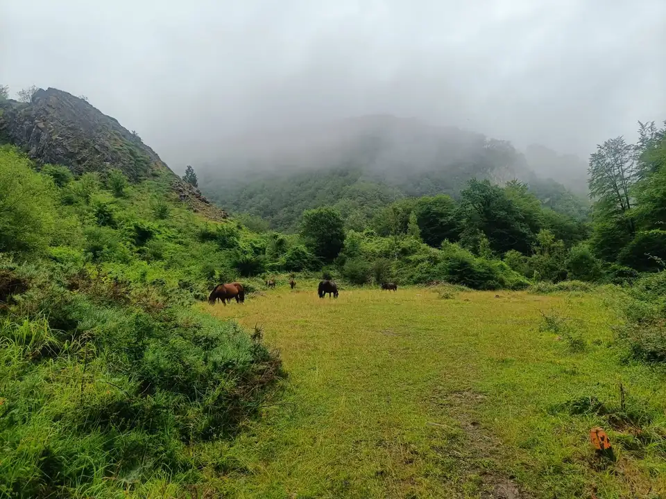 Prado de montaña con caballos pastando, bosque alrededor y nubes bajas sobre las peñas.