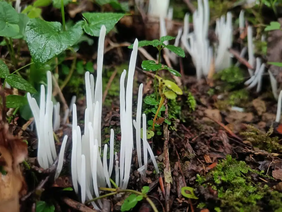 Setas blancas y finas como dedos saliendo del suelo del bosque, entre hiedra y musgo.