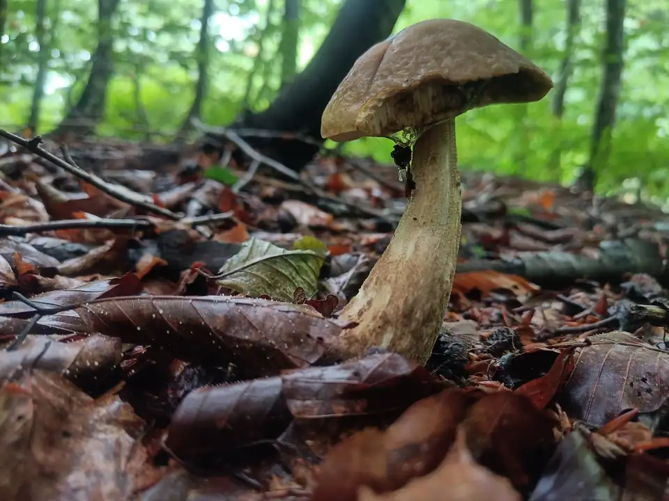 Una seta de sombrero pardo y pie largo en un hayedo, entre hojas secas.