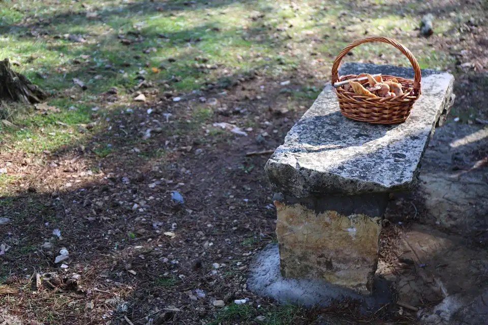 Cesta de mimbre con setas anaranjadas sobre un banco de piedra, en un pinar.