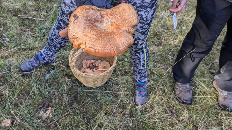 Dos personas en el monte, de cintura para abajo; una sostiene una seta grande de sombrero anaranjado sobre una cesta llena.