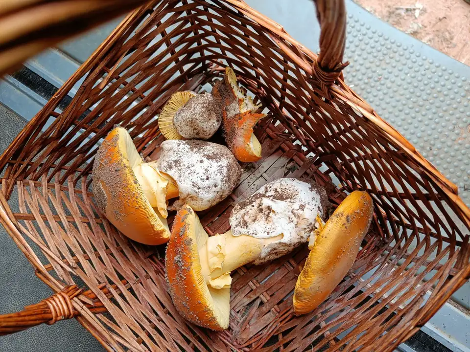 Cesta de mimbre con varias setas de sombrero anaranjado y pie amarillo, de vuelta del monte.