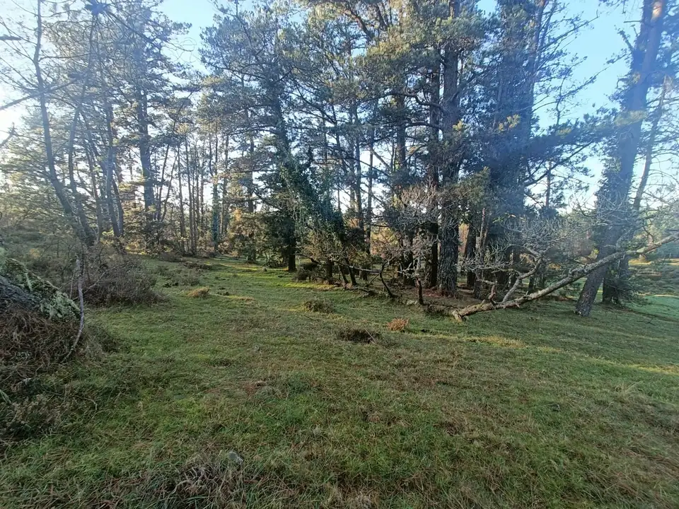 Pinar de troncos altos y torcidos sobre un prado verde, con luz baja de invierno.