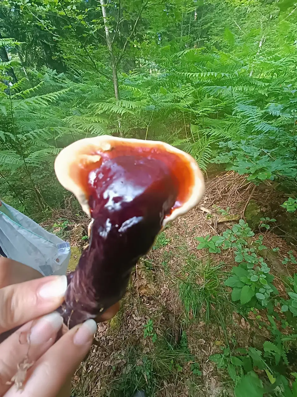 Una mano sostiene una seta rojiza y jugosa, como un trozo de hígado, delante de un bosque con helechos.