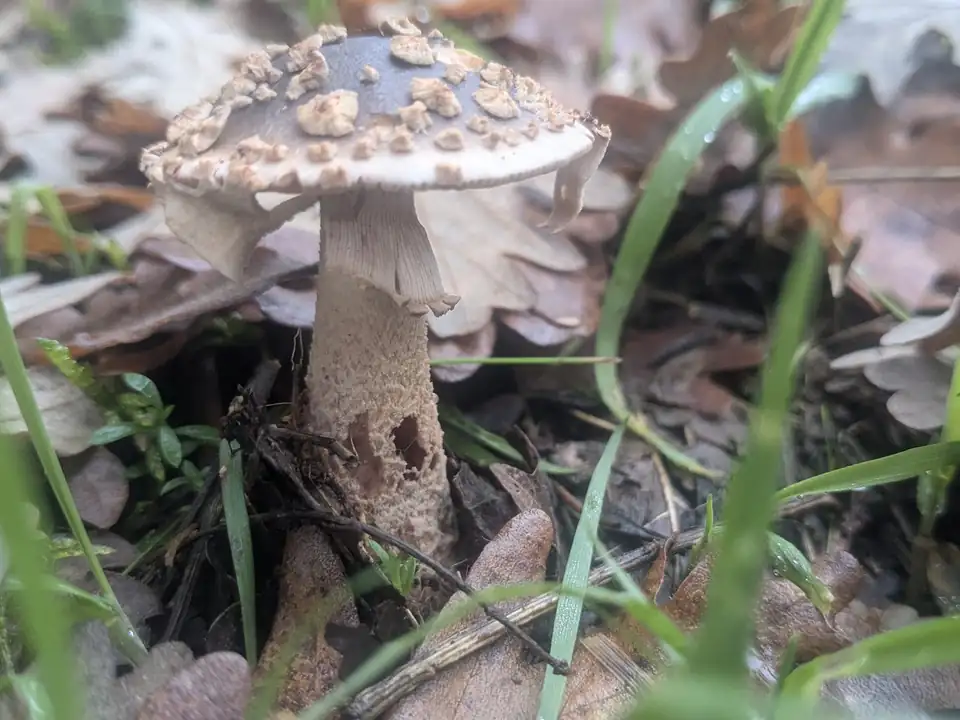 Una seta de sombrero pardo con escamas claras y pie largo, entre hojas de roble y hierba.