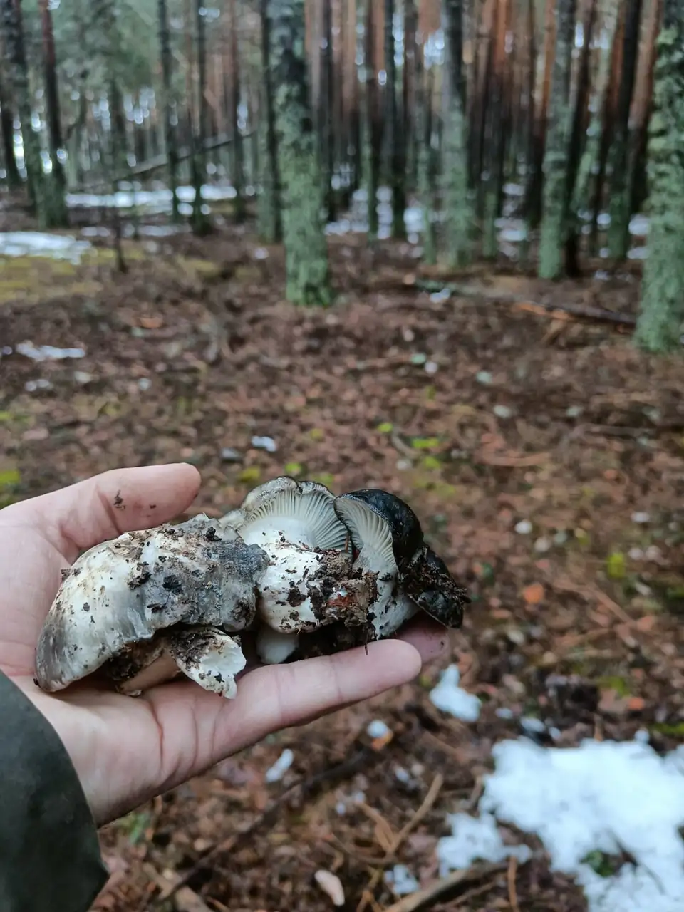 Una mano sostiene varias setas grises recién cogidas en un pinar con restos de nieve.