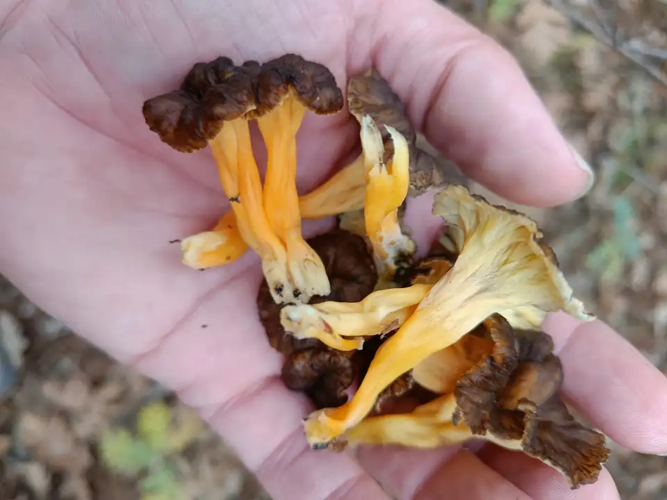 Un puñado de setas de pie amarillo y sombrero oscuro en la palma de una mano.