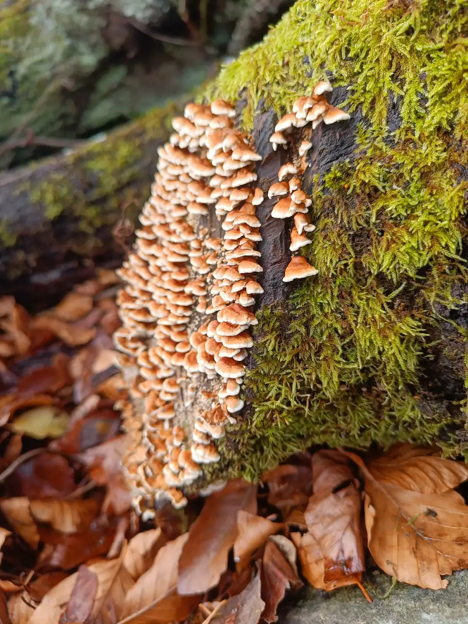 Racimos de setas pequeñas anaranjadas creciendo en fila sobre un tronco cubierto de musgo, entre hojas caídas.