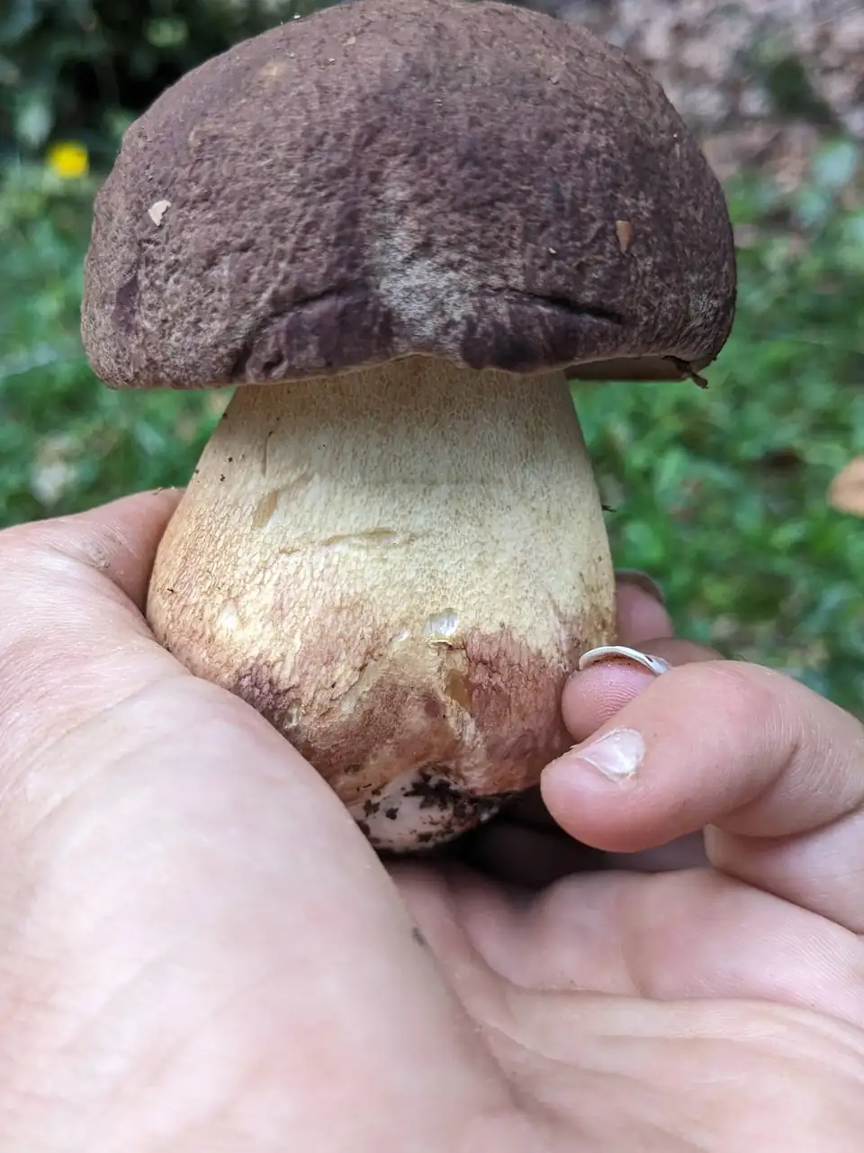 Una mano sostiene una seta de sombrero pardo oscuro y pie grueso y claro.