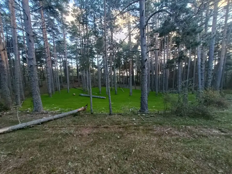 Pinar a última hora de la tarde, con el suelo cubierto de hierba y un tronco caído en primer plano.