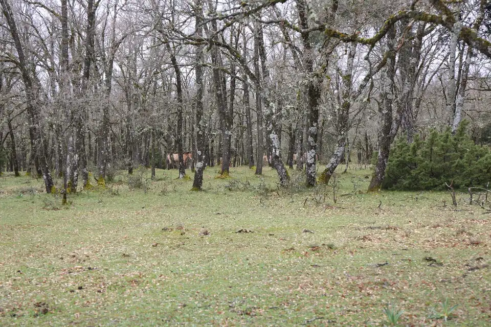 Rebollar claro de primavera, con hierba verde y los robles aún sin hoja.