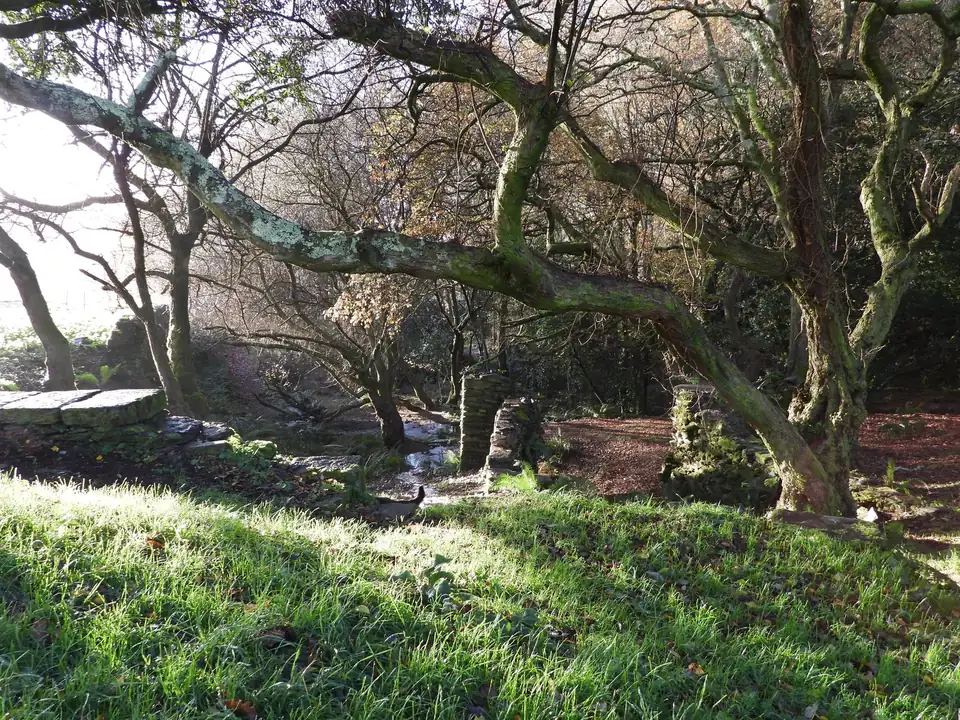 Bosque de ribera con árboles cubiertos de líquenes, hierba y un arroyo.