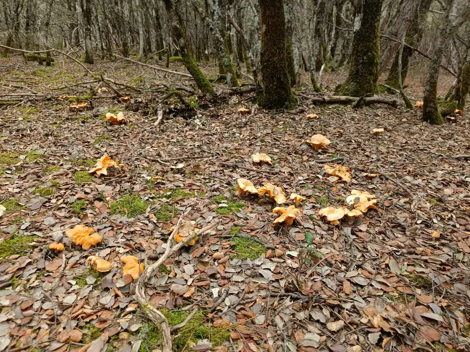 Setas anaranjadas repartidas por un suelo de hojarasca de roble, con los troncos al fondo.