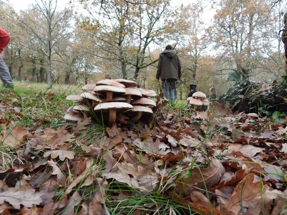 Un corro de setas de sombrero claro en un robledal de otoño; al fondo, alguien camina entre los árboles.