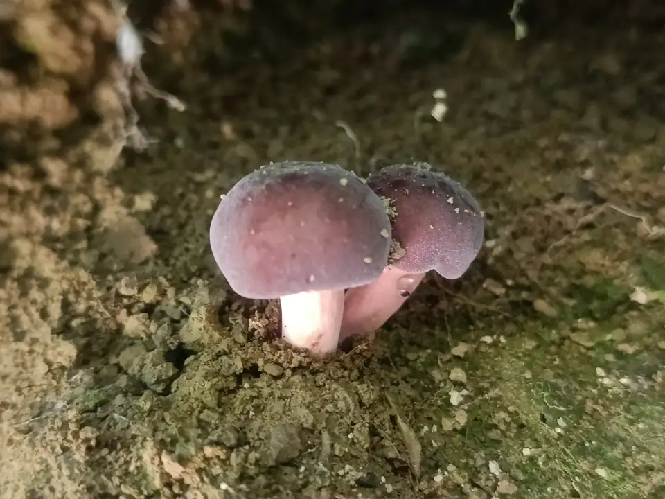 Dos setas de sombrero violáceo y pie rosado saliendo de un talud de tierra.
