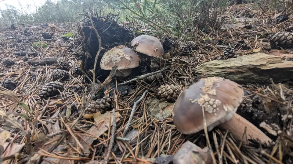 Varias setas de sombrero marrón entre pinocha, piñas y musgo, junto a una cepa arrancada.