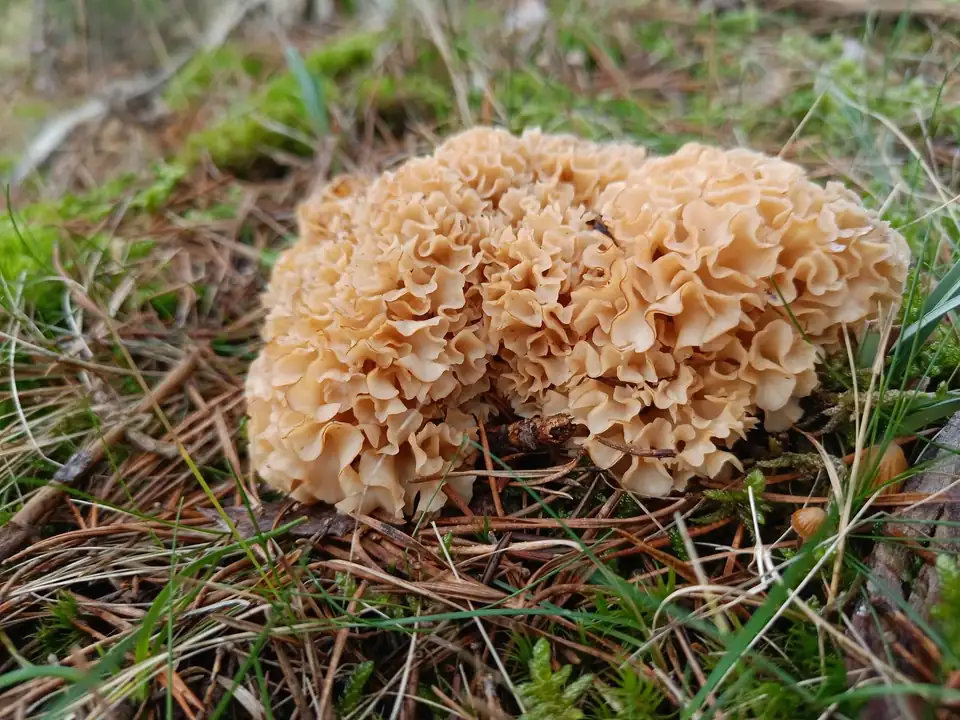 Una seta grande y rizada, como una coliflor de color crema, entre hierba y pinocha.