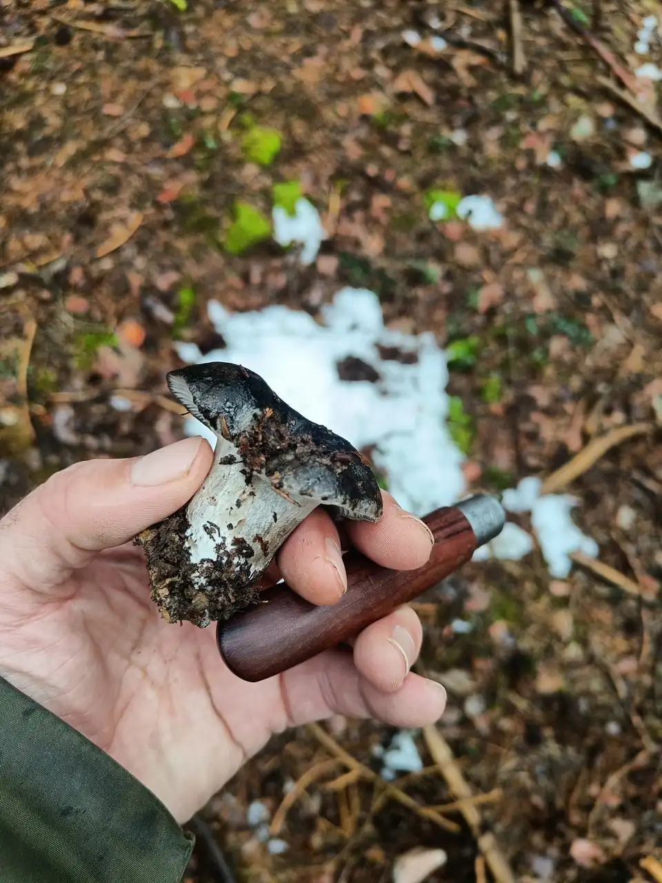 Una mano con la navaja sostiene una seta gris y terrosa recién sacada; en el suelo, pinocha y restos de nieve.