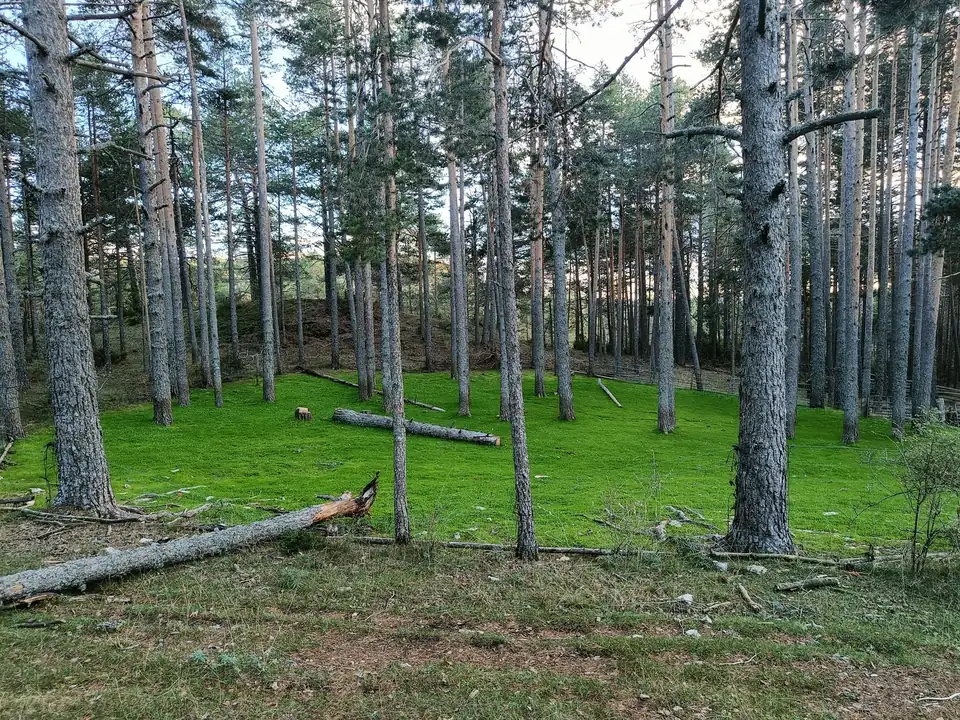Pinar de troncos altos con el suelo cubierto de hierba verde y un tronco caído.