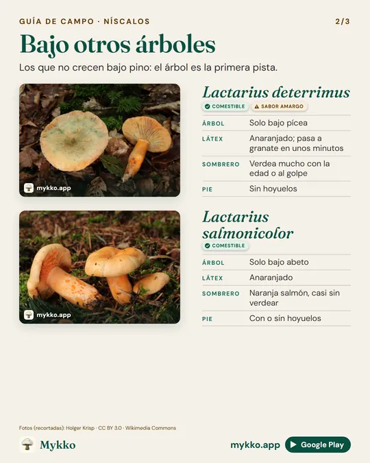 Lámina comparativa «Bajo otros árboles»: Lactarius deterrimus, Lactarius salmonicolor, con foto de cada una y sus rasgos.