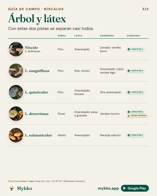 Lámina comparativa «Árbol y látex»: Níscalo, L. sanguifluus, L. quieticolor, L. deterrimus, L. salmonicolor, con foto de cada una y sus rasgos.